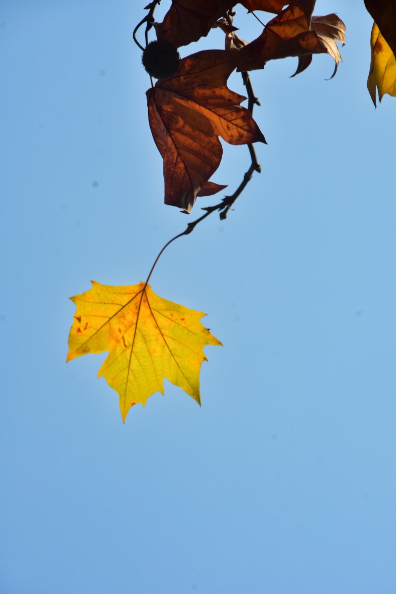 秋叶- 风中承诺136 - 图虫