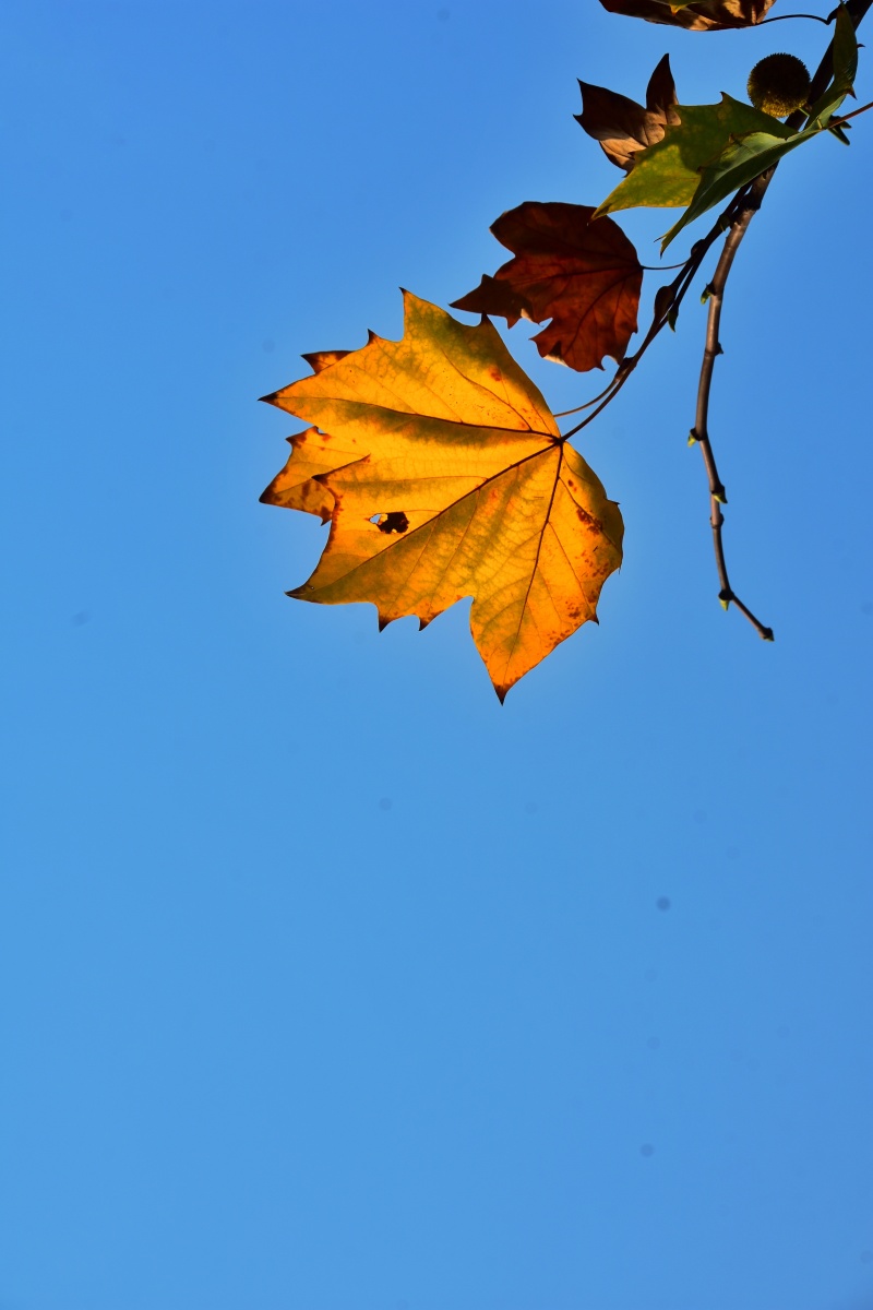 秋叶- 风中承诺136 - 图虫