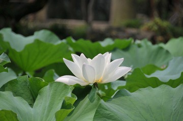 苏州