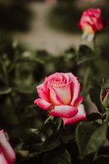 F39894B8-319A-438E-839E-7F14781BAF59/L0/001