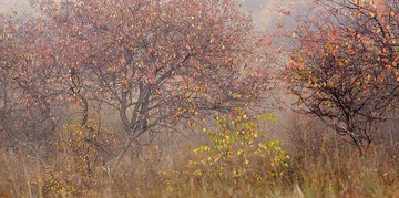 _MG_6393 1