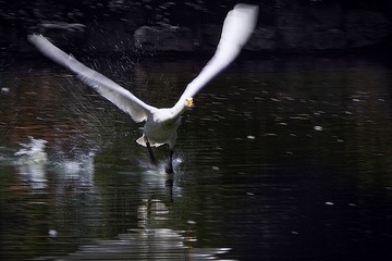 IMG_8938 1