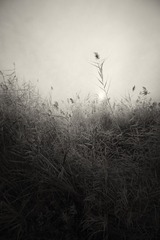 芦苇
