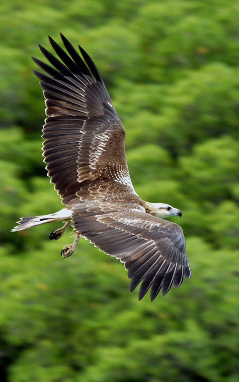 马来西亚兰卡威岛飞鹰