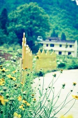 路边的菊花随便采