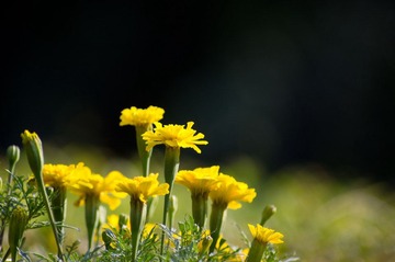 菊~~U~~花