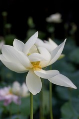 没有蜻蜓立上头