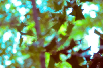 夏梦
