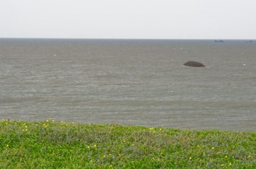 IMGP4384.jpg