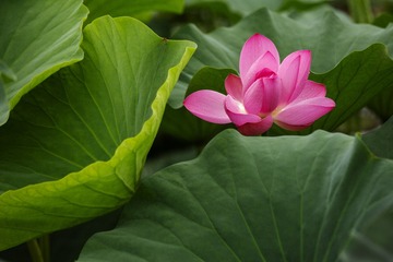 执手