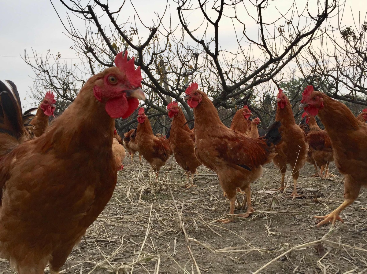 拍摄于炉头养鸡场,群鸡不欢迎陌生人.