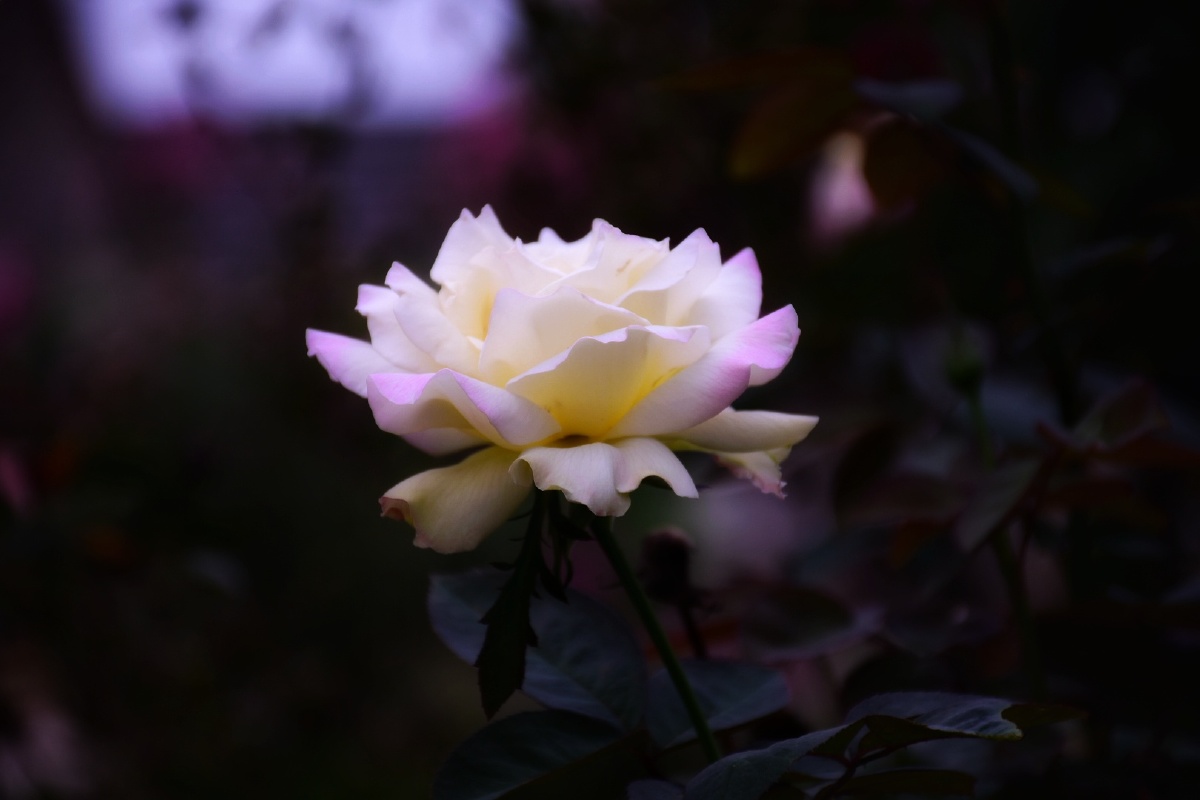 喜欢路边的花花草草,但是蚊子实在太多了!