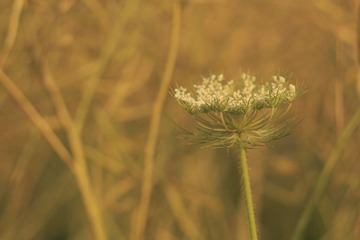 DPP_0008