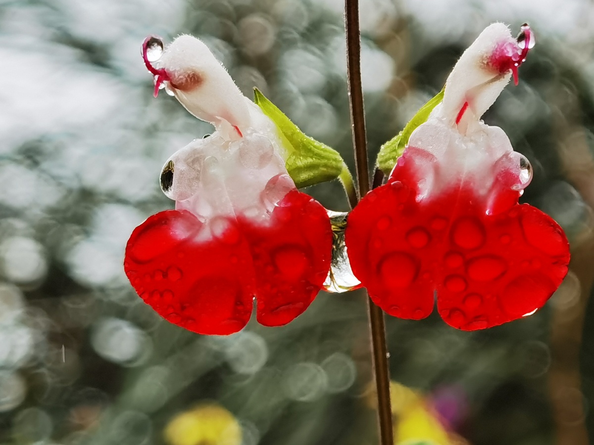 冬季细雨绵绵一双美丽独特的红白无名小花跃入我的视野