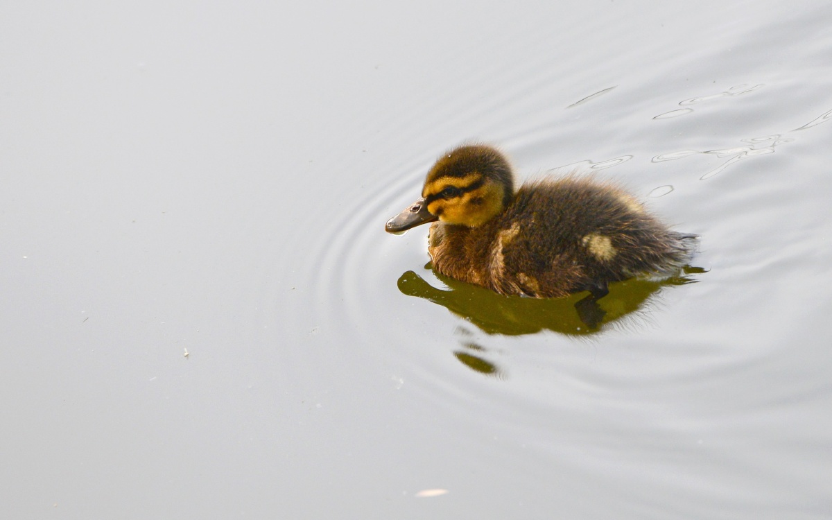 鸭宝宝,拍摄于北京农展馆后湖.