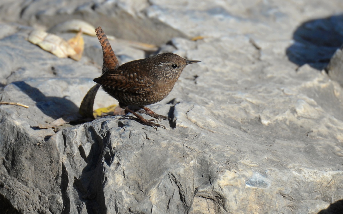 焦鹩,拍摄于奥森南园.
