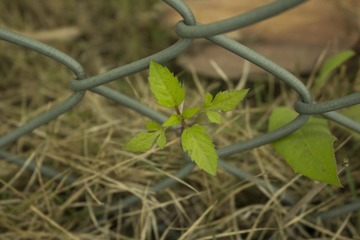 IMG_0074 140325 lzh