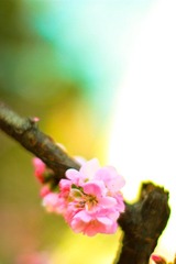 IMG_2242.jpg