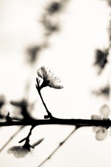 IMG_0930-1.jpg