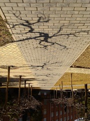 sHadoW