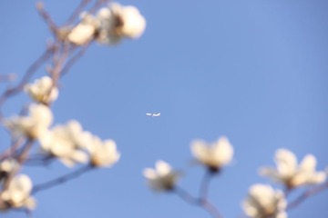 穿过花丛
