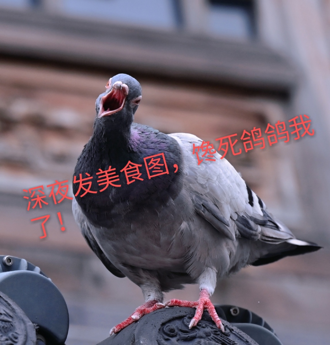 暴躁老鸽表情包持续更新ingヽω