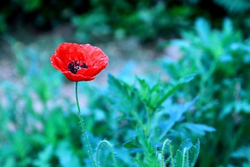 IMG_9685.JPG