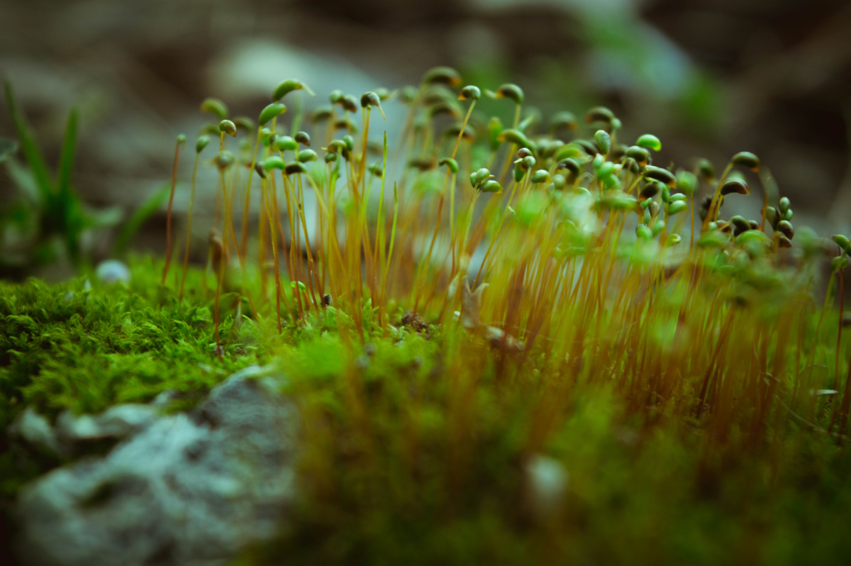 葫芦藓还有一棵草的乱入 - 粥煮稀饭 - 图虫