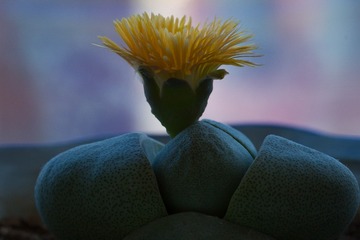 165558
