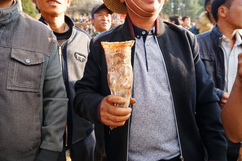 牛主人拿着刚刚斗掉的牛角。