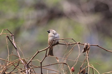 IMG_3087