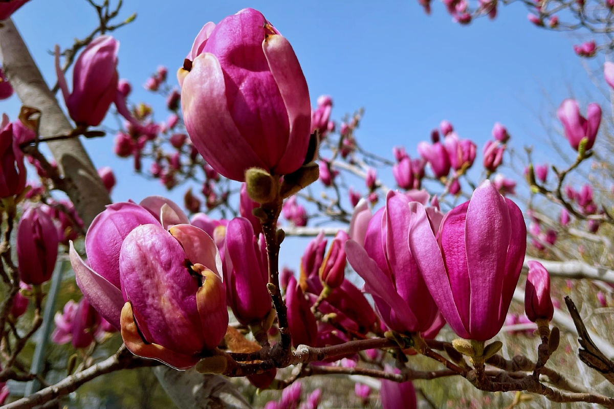 北京沙尘天气中的春天鲜花依旧怒放