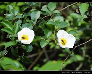 兩隻小蜜蜂