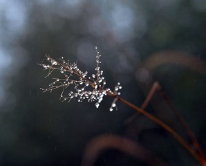 毛毛雨之一