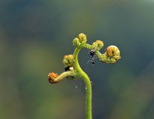 毛毛雨之三
