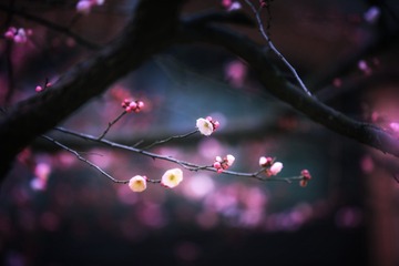 春暖花开