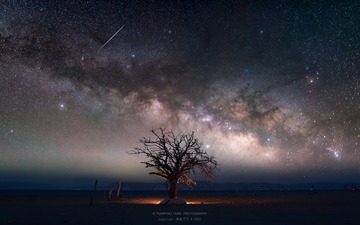 星空下的枯树