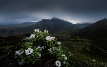 拉脊山上的高山杜鹃