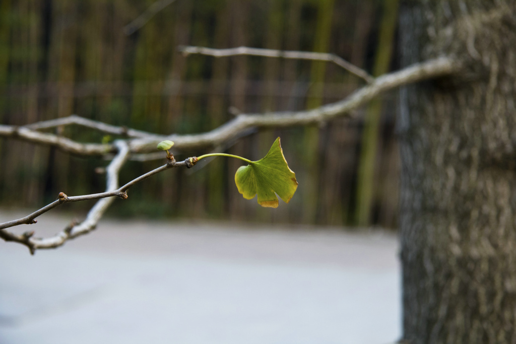 一枝一叶