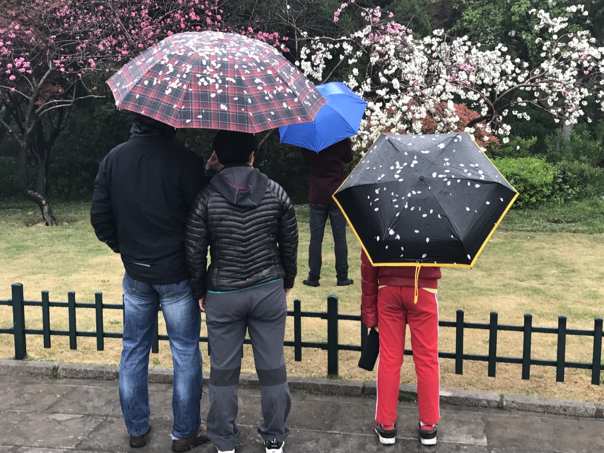 清明赏花