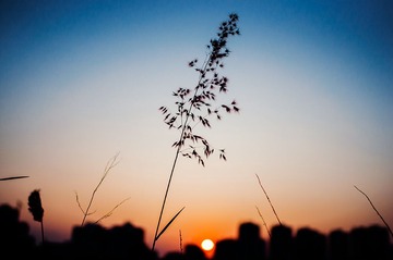 _DSC0006