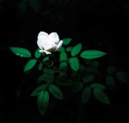 _DSC0025