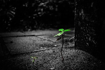 DSC_0220-1