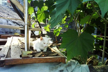 位于庄行的猫