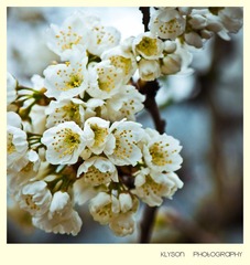 花-2011_03_05-097-1
