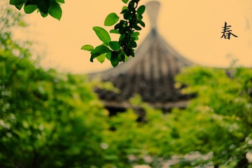 春意盎然 (12)
