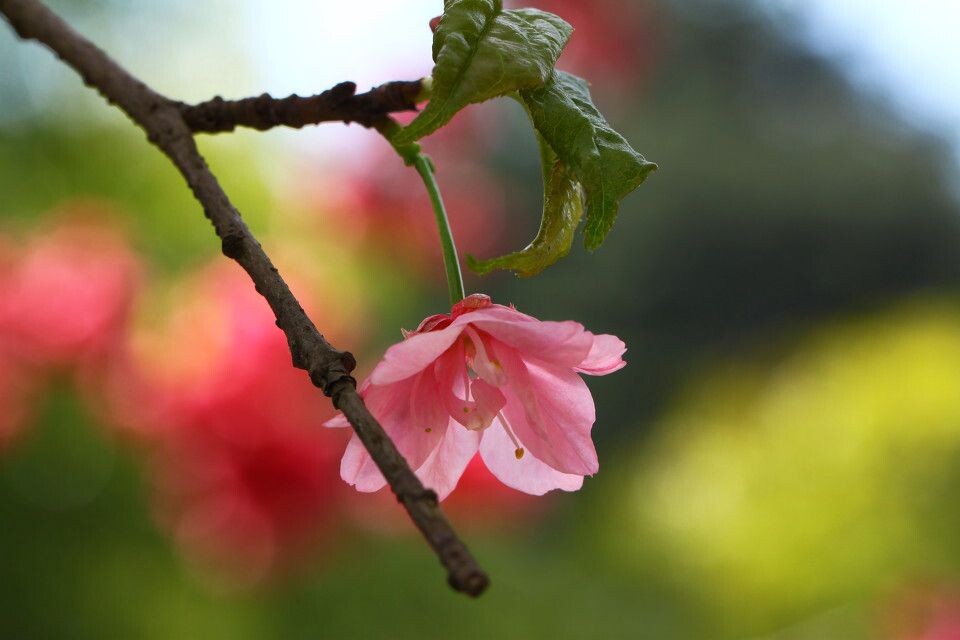 IMG_花001<br />
