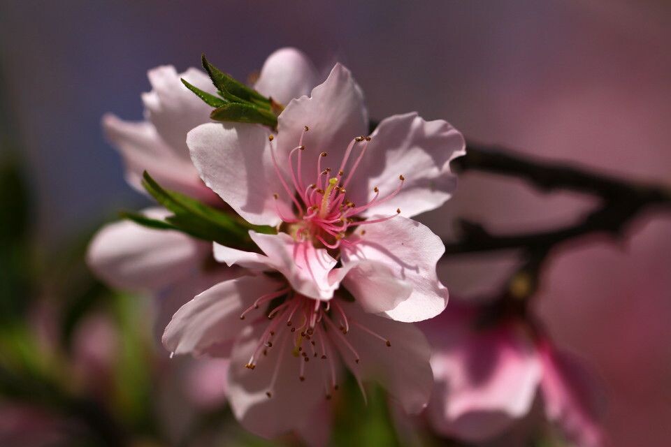 IMG_花002<br />

