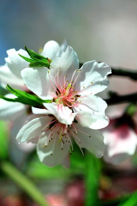 IMG_花003<br />
