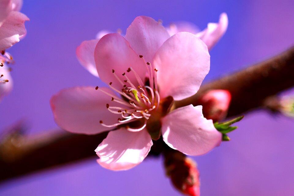 IMG_花004<br />
